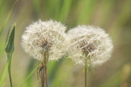 fiore 12